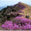 4/6 제259회 경남 창녕 "진달래꽃 화왕산" 정기산행 이미지