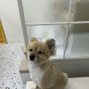 네일도;해 이미지
