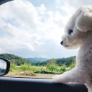 월월애견펜션 이미지