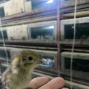 풍세메추리농장 이미지