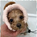 신정애견미용 이미지