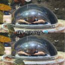 두류네거리(성수치과 앞) | 위트키즈 갔다가 대구 아쿠아리움 후기