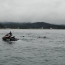 철인 연합 바다 핀수영 대회(2) 이미지