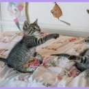 예 동물병원 이미지