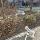 강아지 | 강아지 근적외선 후기, 노견 슬개골 탈구 예방 방석 사용기