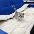 튼튼건강샵