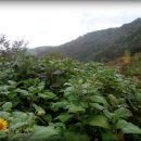 대풍농장 이미지