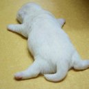 솜사탕 이미지