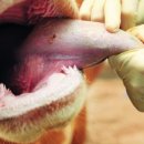 백령동물병원 이미지