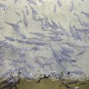 돌당구클럽 이미지