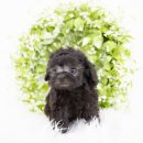 대구강아지분양 도로시펫 이미지