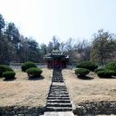 벽오사 이미지