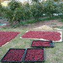 꽃차와 산야초 이미지