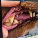 소원동물병원 이미지