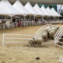 다정목장 이미지