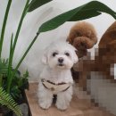 멍플랙스 이미지