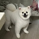 효효그루밍 이미지