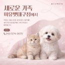 문경축협 동물병원 | 문경말티푸분양 제대로 비교한 후기｜가격보다 중요한 기준