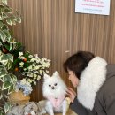 [남양주애견카페/화도애견운동장] 화도실내 애견카페 &#34;코니아일랜드&#34; 솔직후기