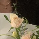 하이메리플라워 이미지