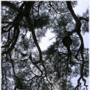 소나무세차장 이미지