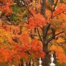 마하수리 이미지