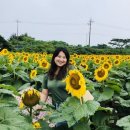 해바라기농장 이미지