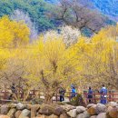 구례산수유