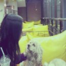 엔젤독스애견 이미지