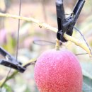 윤미농장 이미지