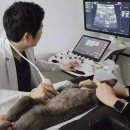 비에스지대체요법센타 | 부산 강아지 항암치료, 화학요법 vs 경구항암제 선택 기준은 무엇일까?