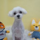 다소니펫살롱 이미지