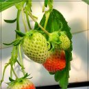 오백농장 이미지