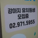 골드퍼피 이미지