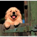 예쁜 강아지 이미지