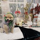 DOG깨비 강아지 미용실 이미지