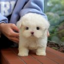 장성병원 | 장성애견샵 미유펫 안정적인 곳