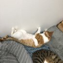 쇼후퉁 마라탕 | 공부는 하기 싫은데