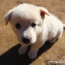 아기강아지 이미지