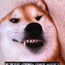 별사랑동물병원 | 아파서 너덜해진 이번주 6.6-6.12