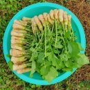 동치미 담는날~ 이미지