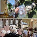 봄내유치원 | 콩스키친 춘천 실내 애견동반 카페 호텔링 수제간식 가격 후기