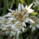 에델바이스 이미지