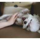 열린24시동물병원 이미지