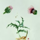 꽃과 식물그림 보타니컬 아트 이미지