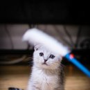 우신펫샵 이미지