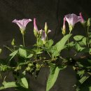 박씨농장 이미지