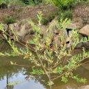 국보농장 이미지