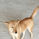 홍주가