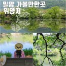 밀양 위양지 이팝나무 개화시기 현재상황